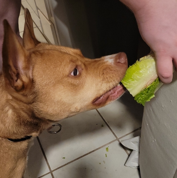 Meet your Posher, Jacob - Picture 1 of 1